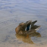 * :: Алёна Савина