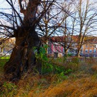 Липа Кельха :: Aida10 