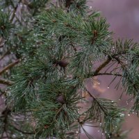 Осенний дождь.... :: Sergey (Apg) Осенний дождь.... :: Sergey (Apg)