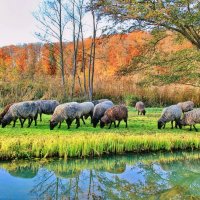 Осенняя пасторалька :: Андрей K. Осенняя пасторалька :: Андрей K.