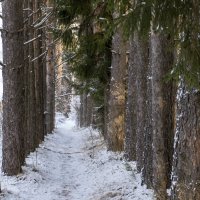 Сосны :: Сергей Ц