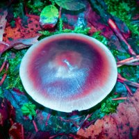 Гриб :: fogmeadowww m