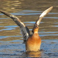 Утренняя гимнастика :: Андрей Снегерёв