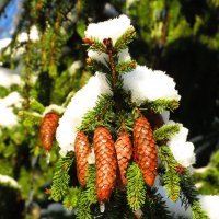 Украшение ели :: Андрей Снегерёв