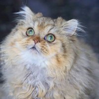 Золотко. :: Оля Богданович