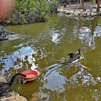 В зоопарке :: Аркадий Басович