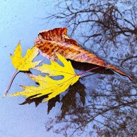 На мокром асфальте. :: Василий Палий