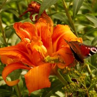 опять про бабочек...56 :: Александр Прокудин