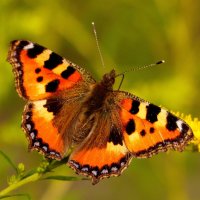 опять про бабочек...60 :: Александр Прокудин опять про бабочек...60 :: Александр Прокудин