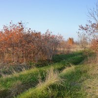 Степь ...."непричёсанная"... :: Надежда Куркина 