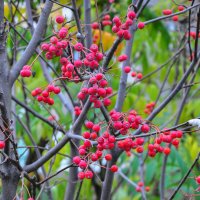 Боярышник в ноябре :: Татьяна Машошина