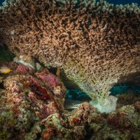 Как спят акулы... :: алексей афанасьев