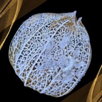 В ювелирной мастерской Природы :: liudmila drake