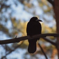 Птица на ветке :: Анастасия Ильина