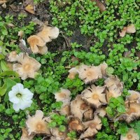 Какие-то грибы... :: Наталья 