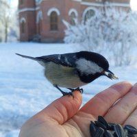 Московка :: Сапсан 