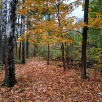 Так наступил октябрь 2023 :: Андрей Лукьянов