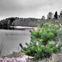 Деревенское озеро :: Игорь Корф Деревенское озеро :: Игорь Корф