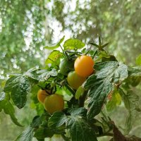 Черри Синичка на балконе :: Ален Янн