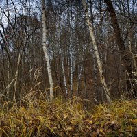 "Фрагмент поздней осени"© :: Владимир Макаров