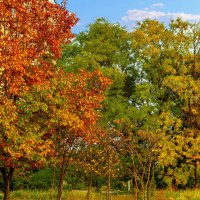 Краски осени. :: Светлана Ищенко