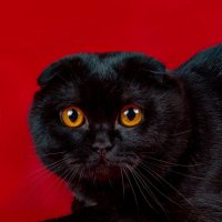 Вислоухая красота :: Светлана Ищенко