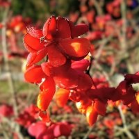 Бересклет европейский :: Veera V Бересклет европейский :: Veera V