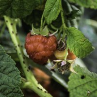 Осенняя малина :: Игорь Сикорский