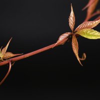 Пятилисточковый девичий виноград :: Игорь Сикорский