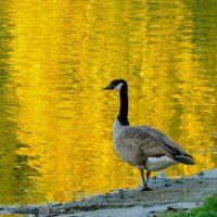 "Как хорошо греться на солнце" :: Георгий А