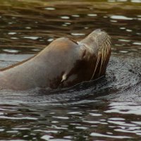 Люблю купаться :: Юрий. Шмаков