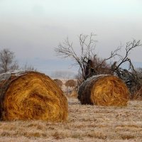 Природа замерла в предзимье. :: nadyasilyuk Вознюк Природа замерла в предзимье. :: nadyasilyuk Вознюк