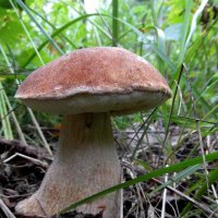 Богатырь. :: nadyasilyuk Вознюк Богатырь. :: nadyasilyuk Вознюк