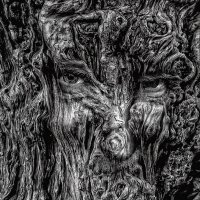 Леший :: Игорь 