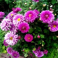 Летний букет :: Елена Семигина