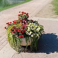 Цветы. :: Владимир Драгунский