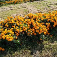 Цветы. :: Владимир Драгунский