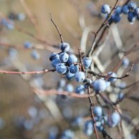 Морозное утро. Терн :: Сергей Морозное утро. Терн :: Сергей