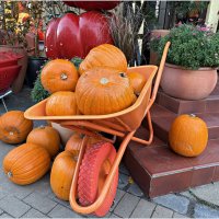 Тыквы у Барахольщика. :: Валерия Комова