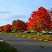 Новочебоксарск. Рябиновая аллея улицы Советской осенью. :: Пётр Чернега Новочебоксарск. Рябиновая аллея улицы Советской осенью. :: Пётр Чернега