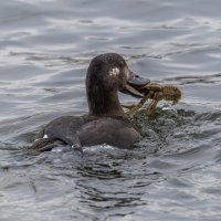 турпан. :: юрий макаров турпан. :: юрий макаров