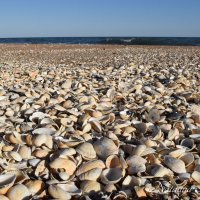 Природа Крыма :: Amazing Cosmea