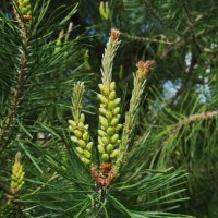 май :: Елена Шаламова