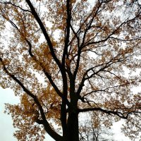 *** :: Валентина Береснева