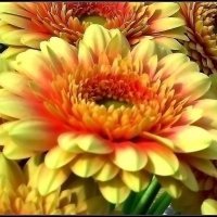 Гербера - цветок, который сочетает в себе простоту и изящество :: Ольга Довженко