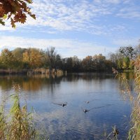 Ноябрьский пейзаж :: Рита Симонова