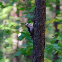 Стукач :: Вячеслав Алтай