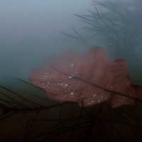 Капли воды на дубовом листе. Туман. :: Анастасия Ильина