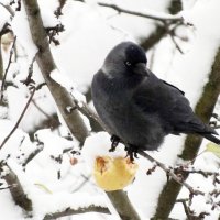 *** :: Зоя Мишина