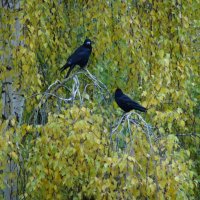 ПТИЦЫ НА ДЕРЕВЕ :: СЕРГЕЙ ФИЛОЧКИН